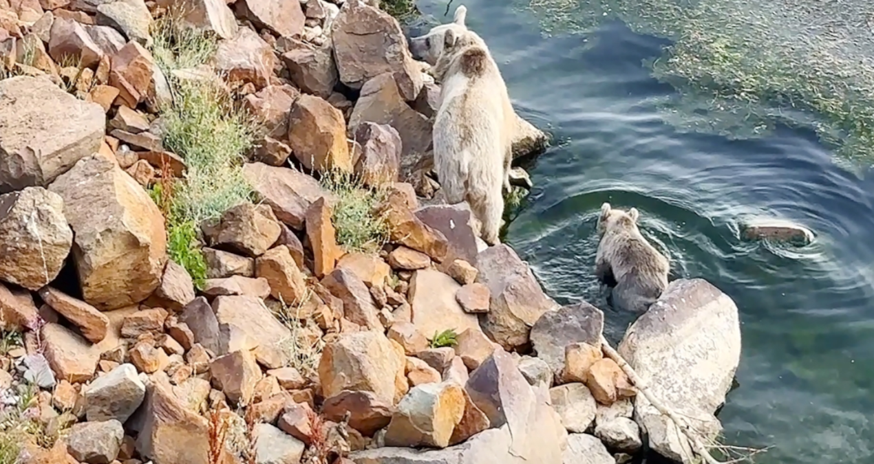 Bozayılar, Bitlis’te yüzerken görüntülendi