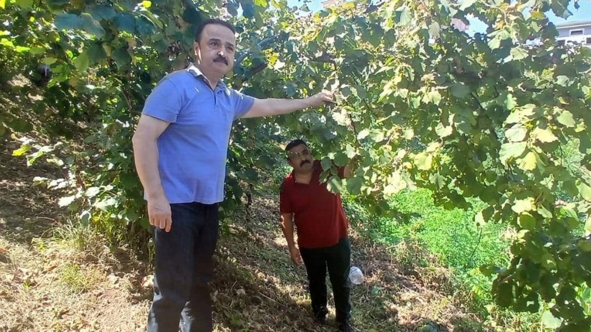 MHP Ordu Milletvekili Naci Şanlıtürk: Emanete fındık bırakmayın, fiyat 300 TL’yi aşacak