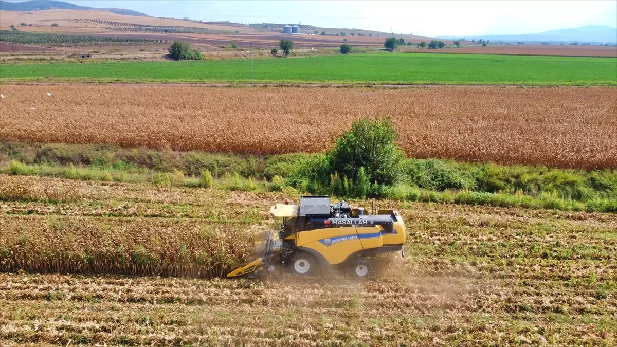 Osmaniye’de Mısır Hasadı Başladı