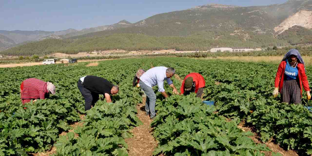 4 ay hasadı yapılıyor! Yurt dışından talep yağıyor: Kilosu tarlada 25 lira