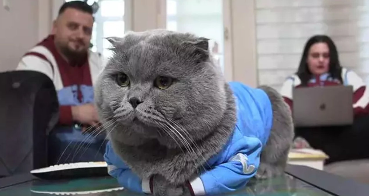 Fanatik kedi ‘Tom’a stadyumda maç izlemek için izin çıktı