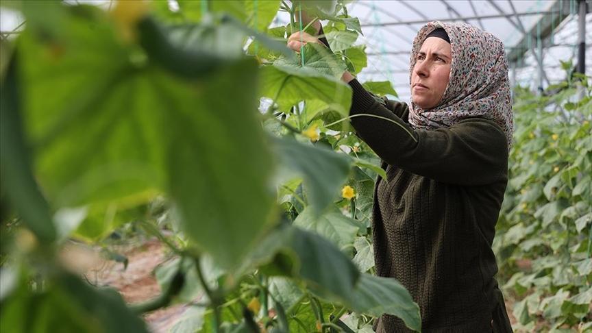 Kadın girişimci devlet desteğiyle kurduğu serada üretime katkı sağlıyor