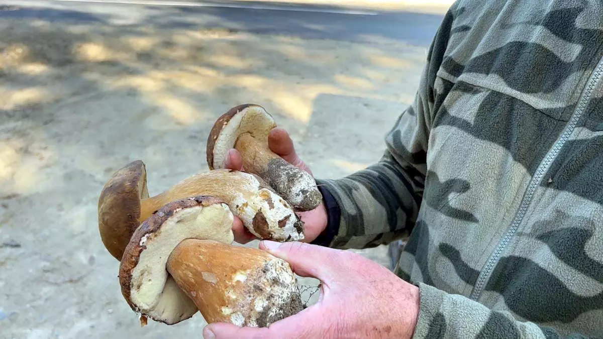 Kuraklık Mantarları Vurdu: Fiyatlar 500 TL’ye Yükseldi