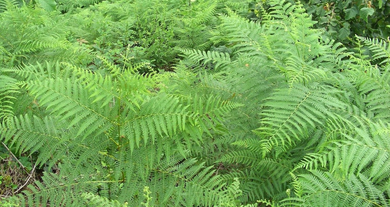 Ülkesinde bu bitkiden olan maden kralı olacak! İçinde nadir toprak elementi keşfedildi