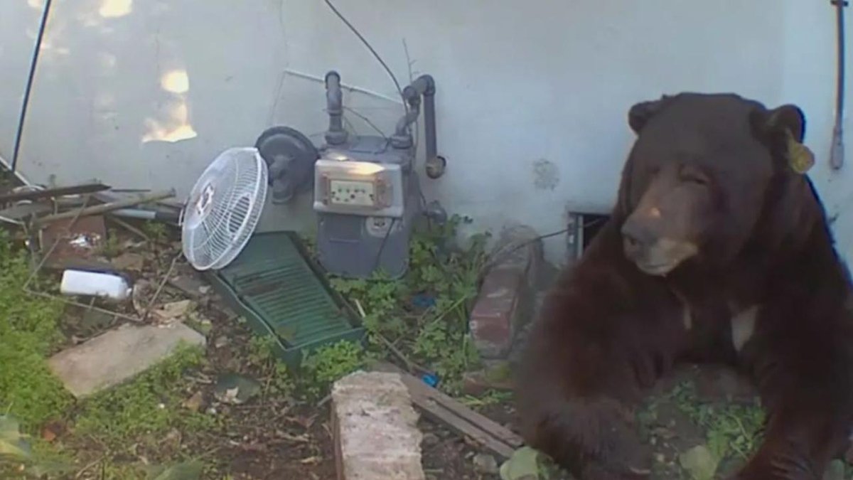 ABD’de evin altından 200 kiloluk ayı çıktı