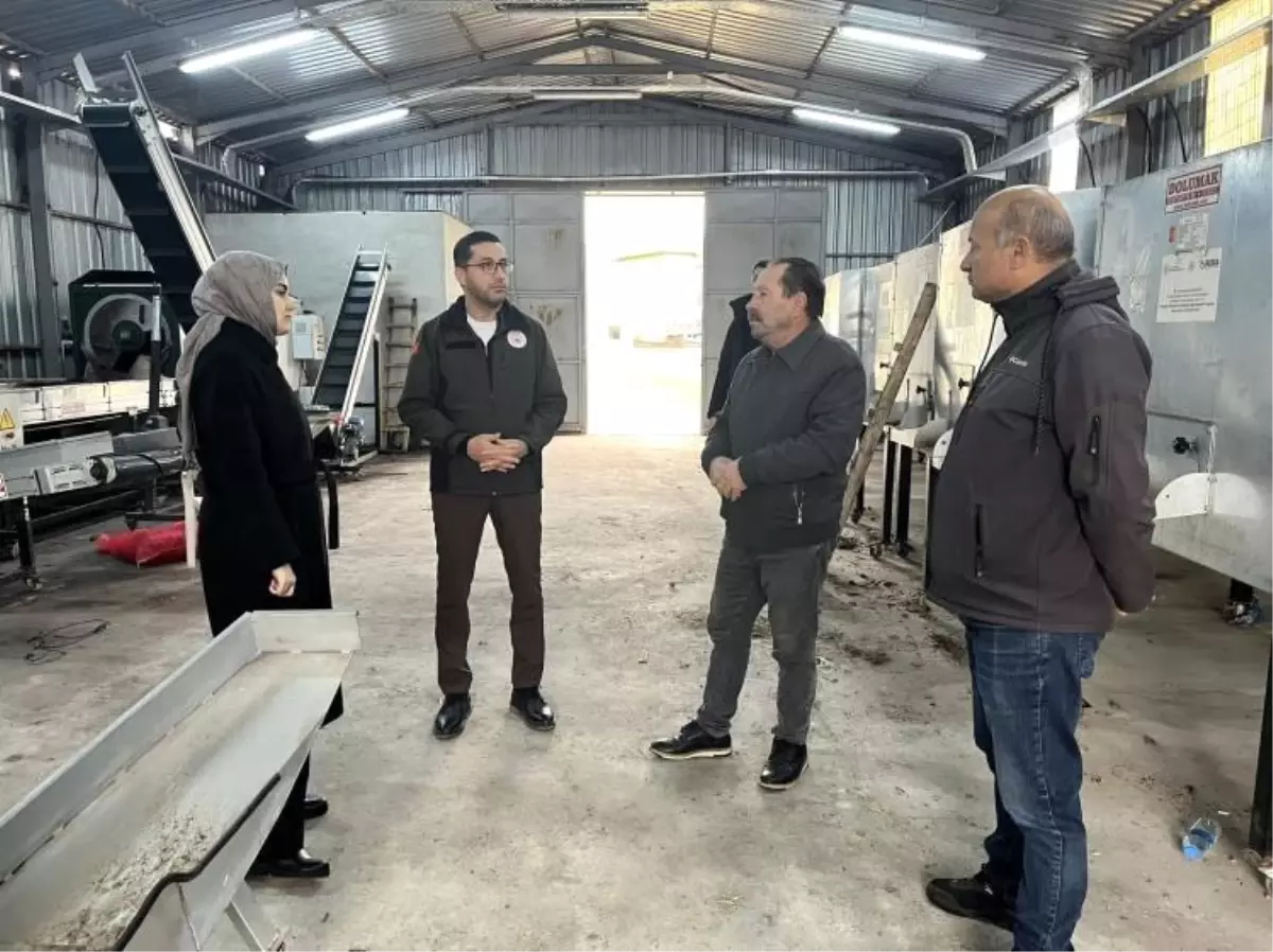 Ceviz Üretimi Gölpazarı’nda Güçleniyor