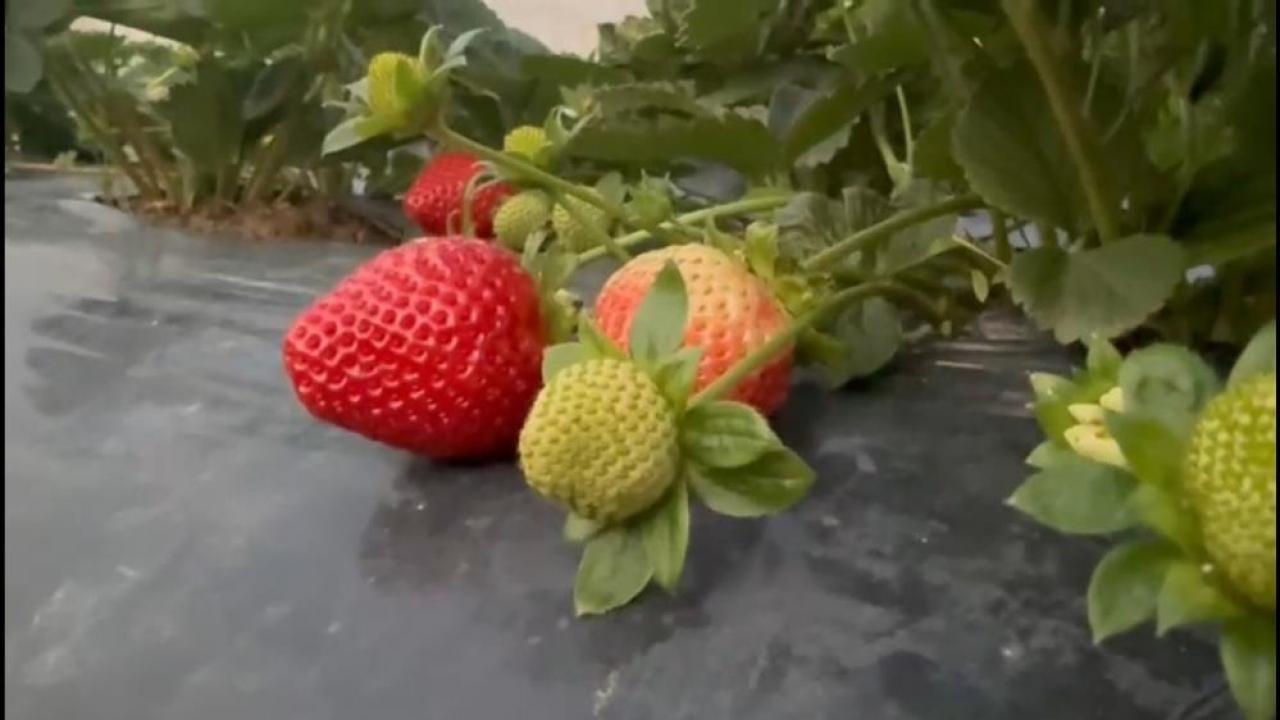 Mersin’de çilekte kış hasadı: Bahçede kilogramı 130 TL