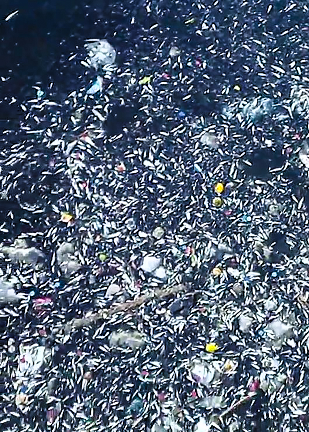 Seyhan Nehri’nde balık ölümleri