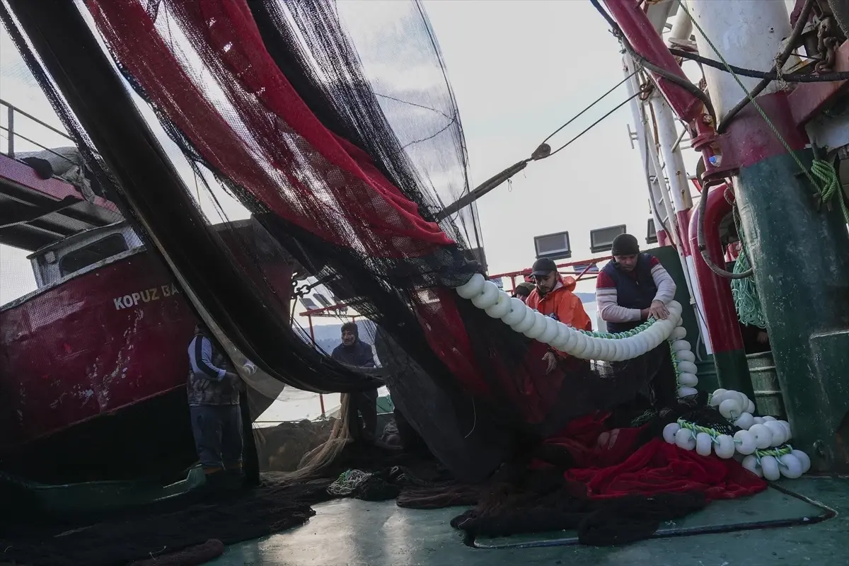 Balıkçılara Hamsi ve Sardalya Bereketi