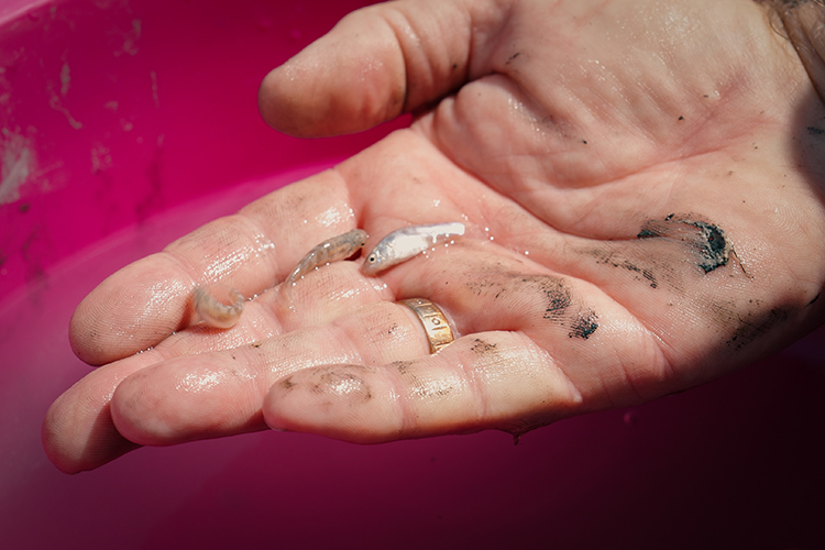 Nesli tükenme tehlikesi altındaki dişli sazancık balığı İstanbul Akvaryum’da koruma altında