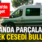 Adana’da Ormanda Bulunan Parçalanmış Ceset, Gizemini Koruyor