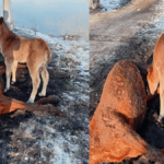 Yavru Tay, Annesinin Yanından Ayrılmadı
