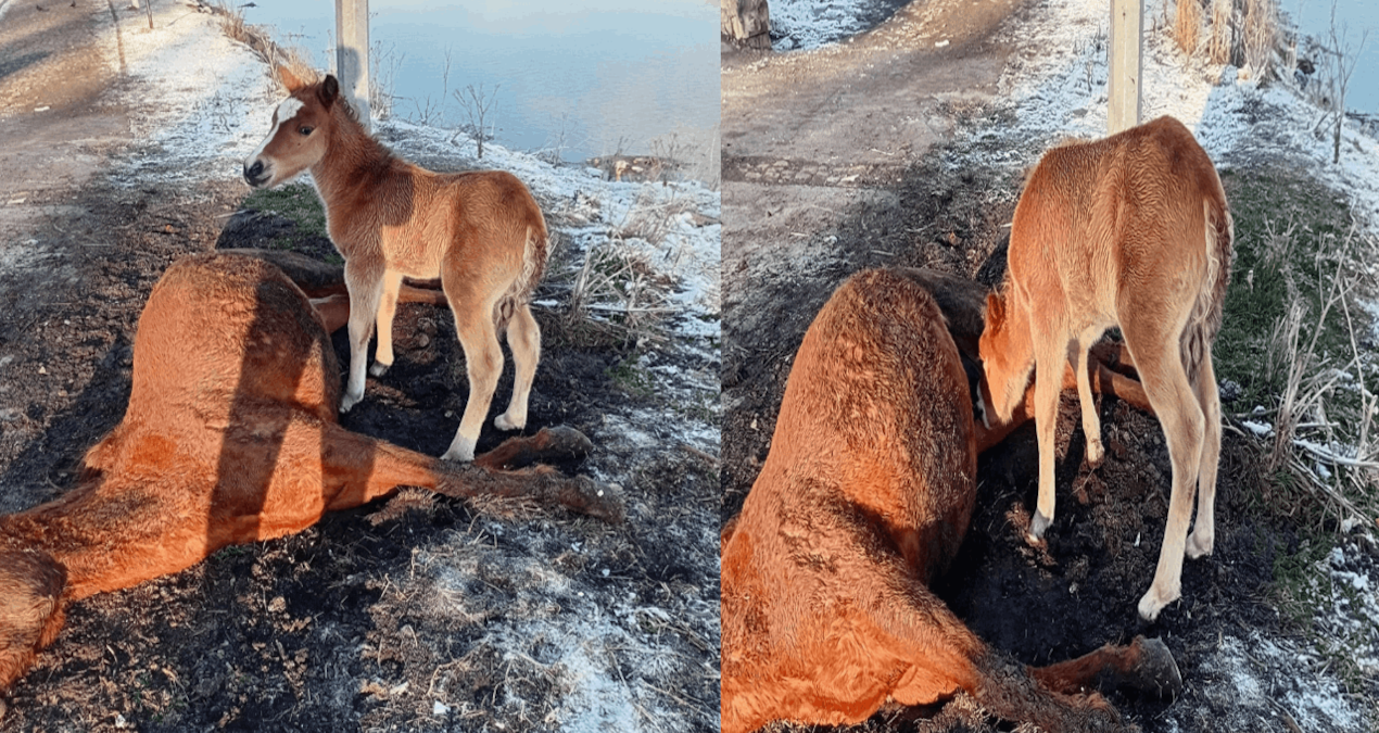 Yavru Tay, Annesinin Yanından Ayrılmadı