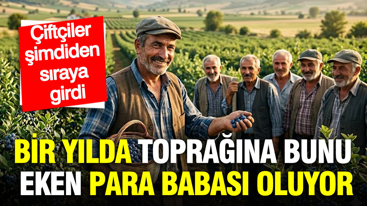 Yaban Mersini Yetiştiriciliği: Çiftçilerin Yeni Gözdesi ve Yüksek Kazanç Kapısı