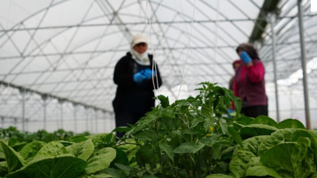 Erzincan’da Sera Marulu Hasadı Başladı