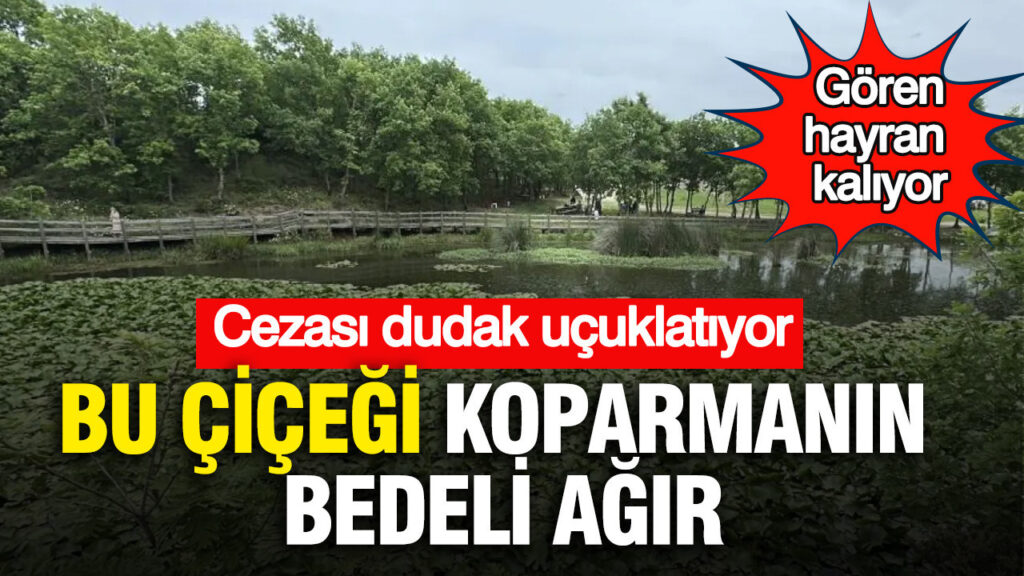 Hayranlık Uyandıran Nilüferler: Koparmanın Cezası Şaşırtıyor