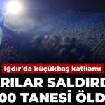Iğdır’da Küçükbaş Hayvan Sürüsü Arı Saldırısında Kayıplar Verdi