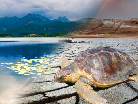 Kuresel isinma caretta carettalarin goc rotasini degistirdi 2050 icin ongorulen degisim 25 yil once KPmj2g9G